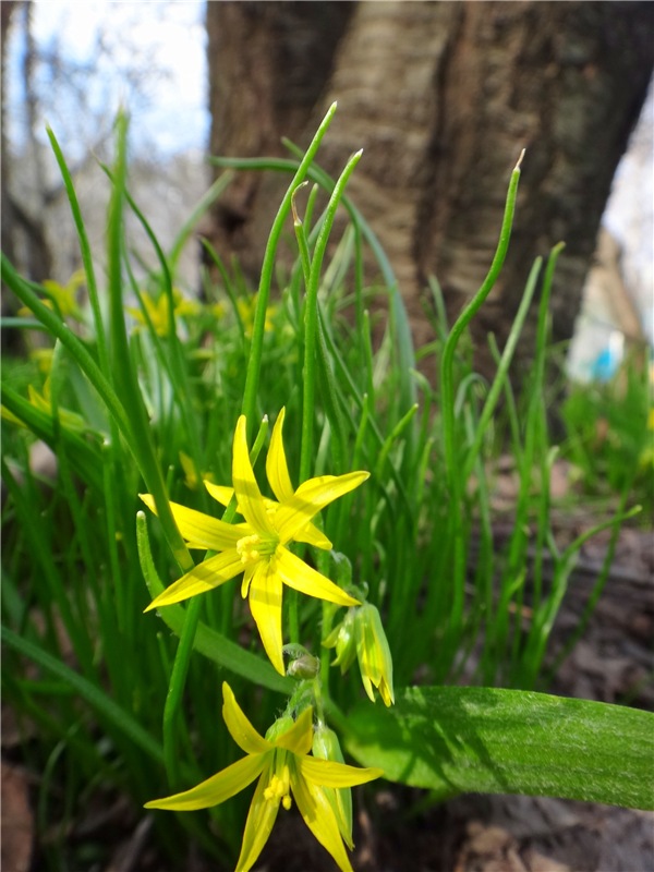 Просто Весна — Красивая природа и цветы: фото пейзажей