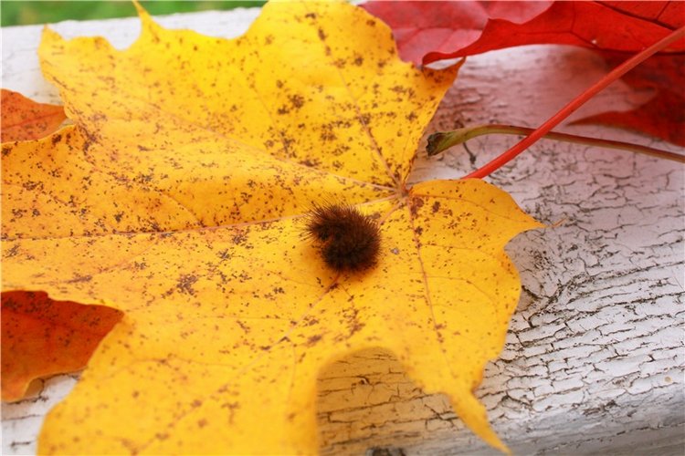 Золотая Осень в Берново с Имани. Mini Imani от Kaye Wiggs