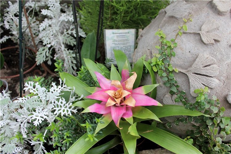 Тверской Ботанический Сад, продолжение | Бэйбики Тверской Ботанический Сад, продолжение