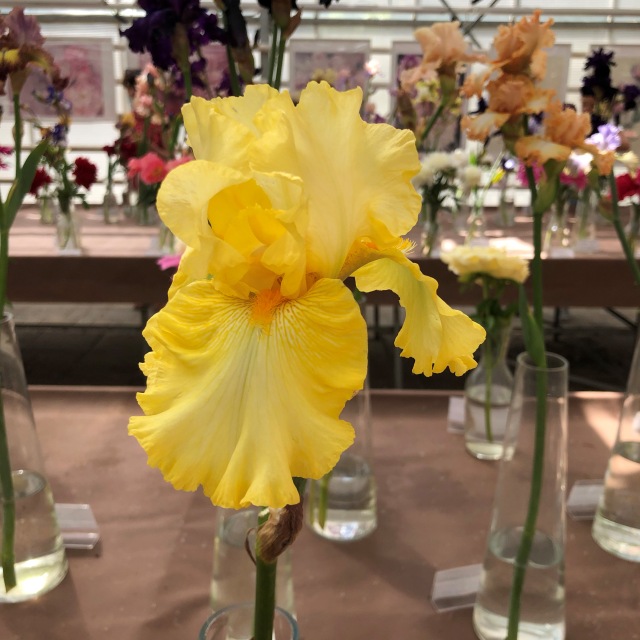 Тони Старк: приключения без брони. И снова Аптекарский огород | Бэйбики Тони Старк: приключения без брони. И снова Аптекарский огород