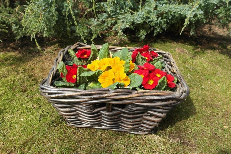 Тарас в апрельском саду — Куклы Kidz'n'Cats (Соня Хартман): шарнирные 46 см