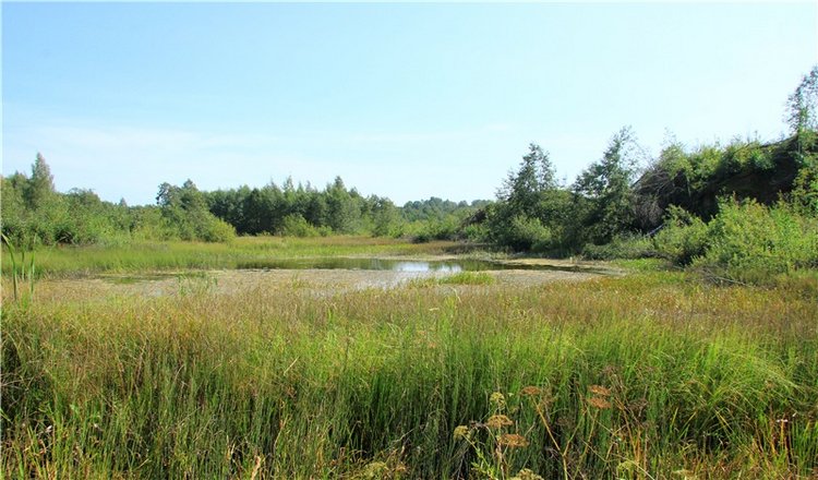 Инопланетянка Нийя. Custom Blythe Doll UFO Go Go Takara