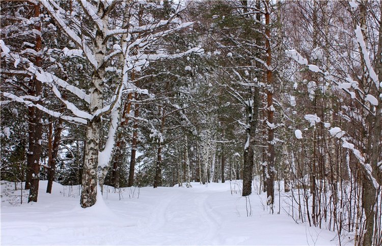 Рождественские гуляния, часть вторая. Zwergnase Mischa (фото 5)