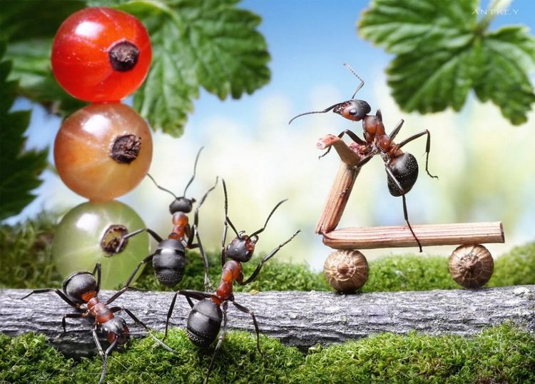 Уморительные муравьи — Интересное обо всем: поздравления