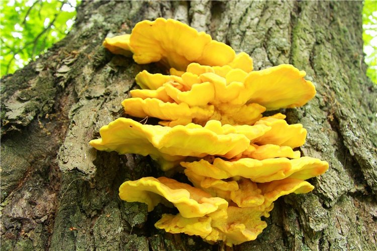 Путешествие с Бенни — Культура