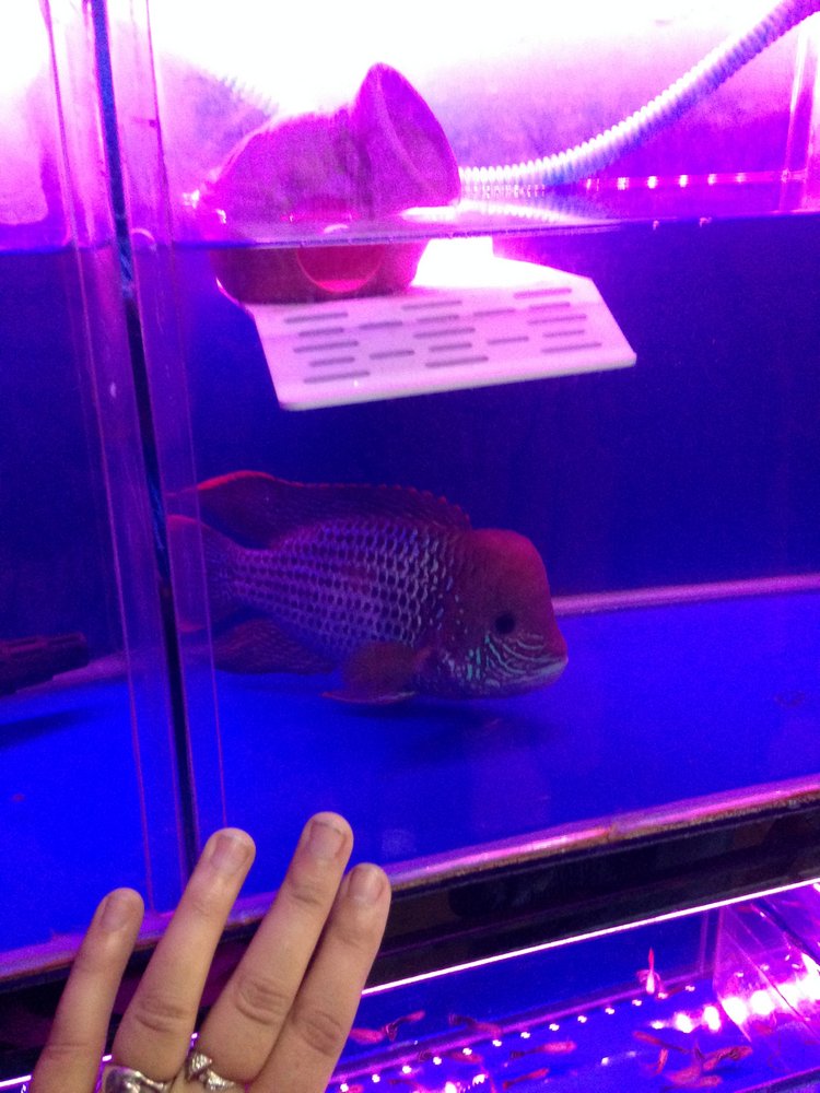 Прогулка по Китаю-2 (обзор цен на игрушки, животных, шмотки, еду)