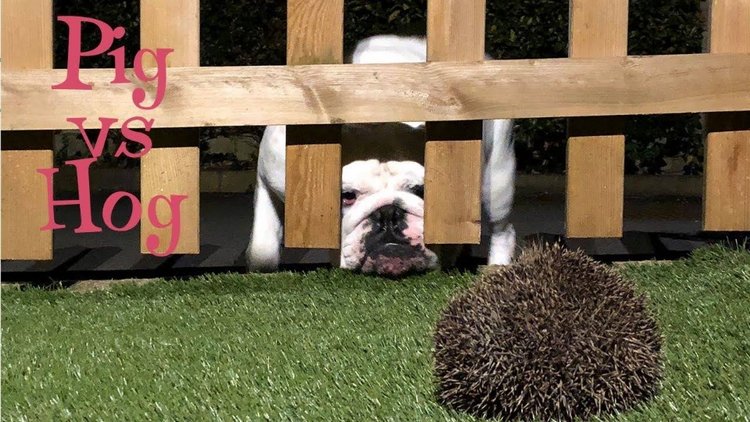 Любительские фотографии Ежей (выпуск 1) | Бэйбики Любительские фотографии Ежей (выпуск 1)