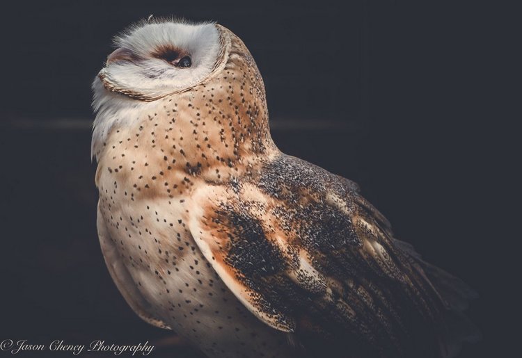 Любительские и профессиональные фотографии Сов (выпуск 2)