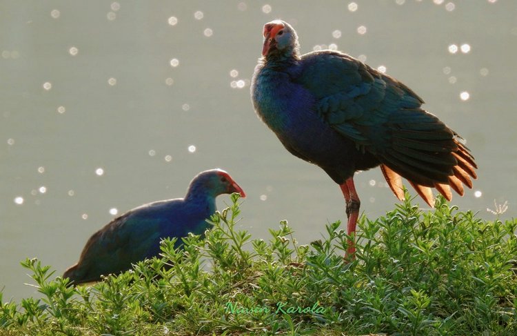 Любителям природы - профессиональные фотографии (выпуск 4)