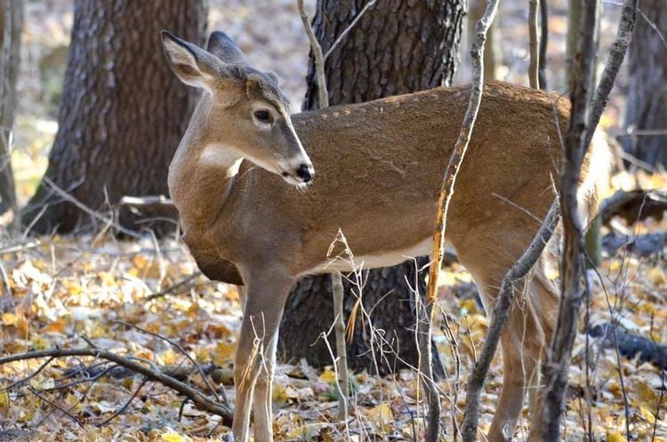Любителям природы - профессиональные фотографии (выпуск 4)