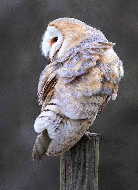Любительские и профессиональные фотографии Сов (выпуск 2)