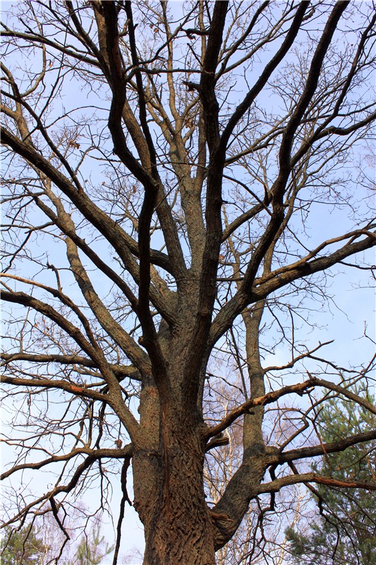 Гришутка — Винтажные куклы ГДР (Немки): Бигги