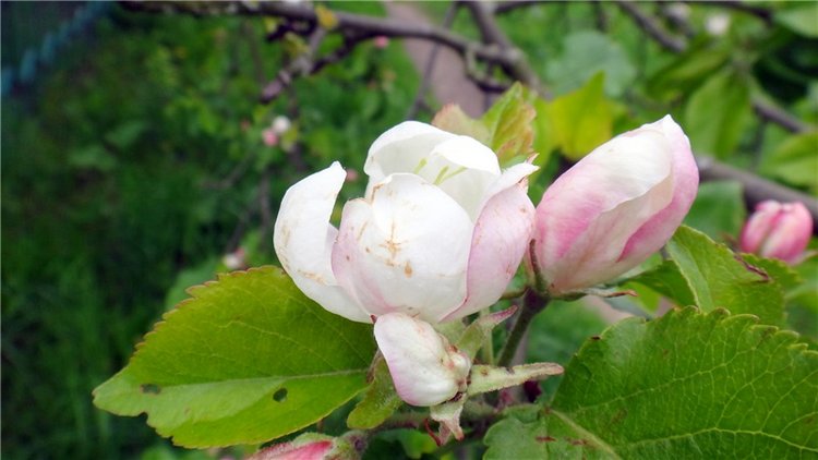 Просто Весна — Красивая природа и цветы: фото пейзажей