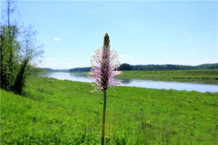 Эля в Иванишах. Twinkles Ella Chocolate