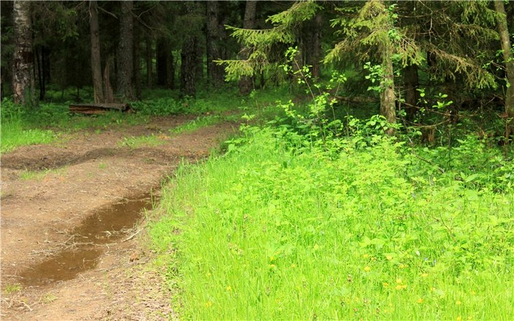 Ландышевый Лес. Twinkles Ella Chocolate