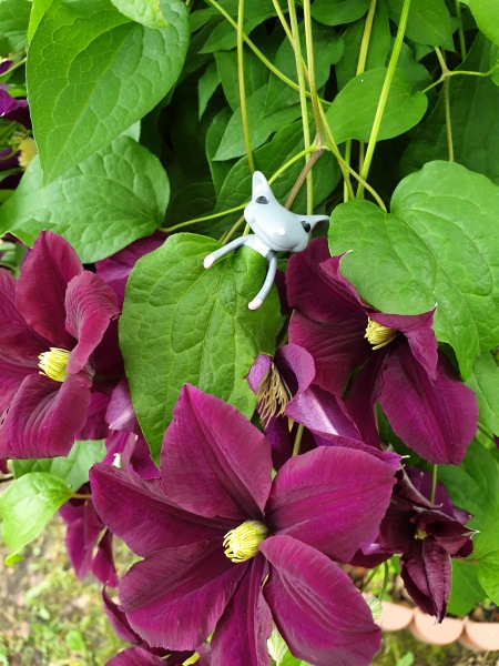 Лягушонок превращается в... мышонка