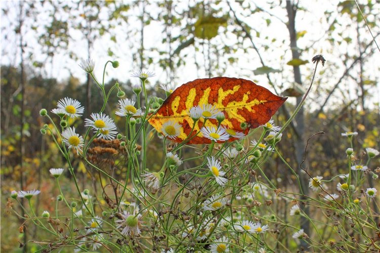Путешествие Имани на Волгу, продолжение. Mini Imani от Kaye Wiggs