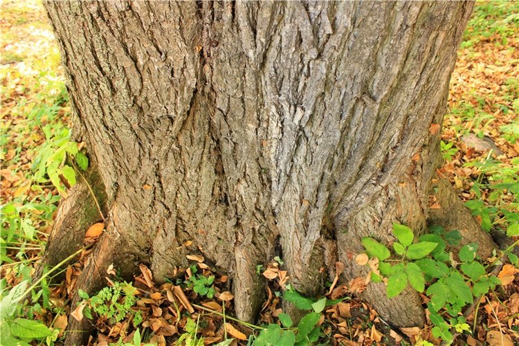 Путешествие Dal Hangry в Грузины, продолжение