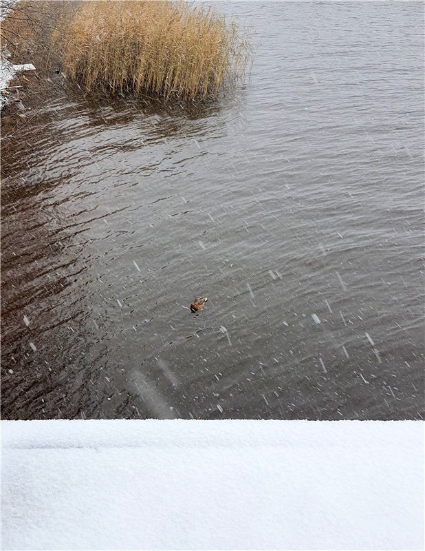 Непогода нынче в моде — Куклы Meadow dolls (Медовушки): BJD (БЖД)