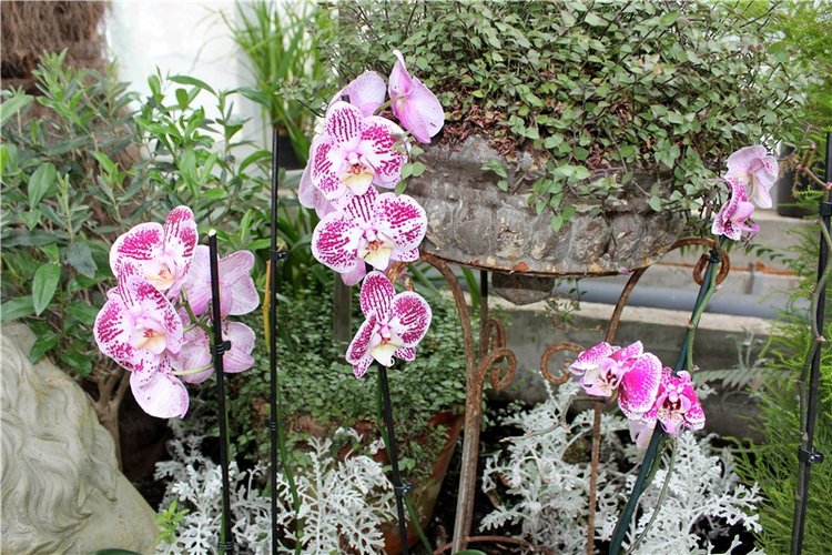 Тверской Ботанический Сад, продолжение | Бэйбики Тверской Ботанический Сад, продолжение