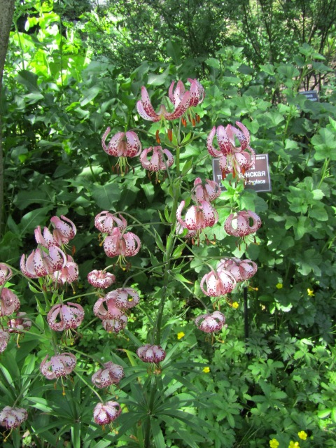 Тони Старк: приключения без брони. И снова Аптекарский огород | Бэйбики Тони Старк: приключения без брони. И снова Аптекарский огород (фото 9)