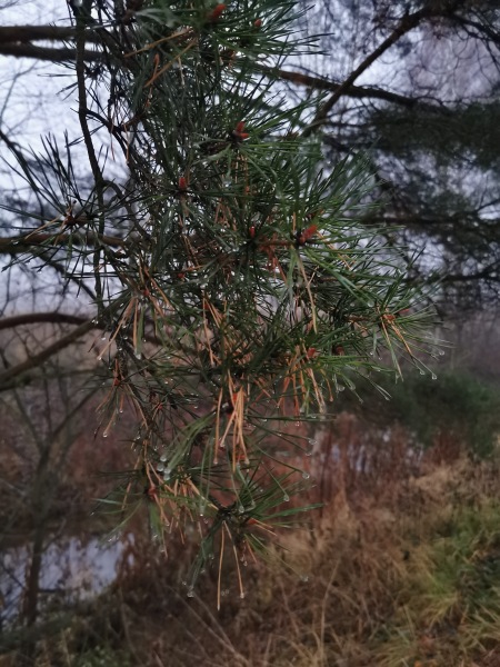 Toffee doll. Возвращение в коллекцию