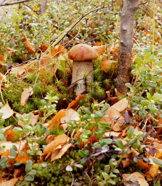 Осенний натюрморт — Другие хобби и увлечения: сад