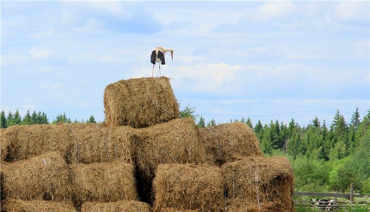 Путешествие с Бенни — Культура