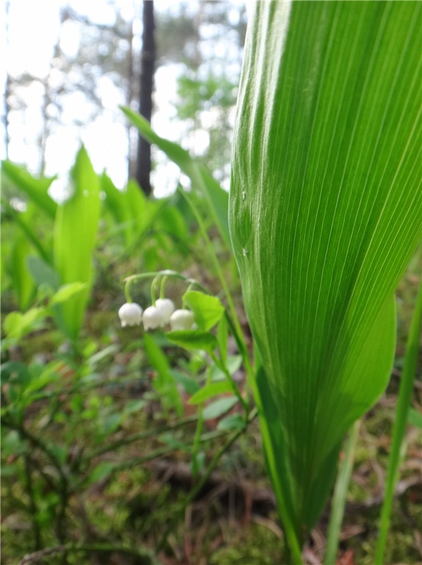 Ландышевая Сказка — Куклы Heidi Plusczok (Хайди/Хейди Плюсчок) — фото