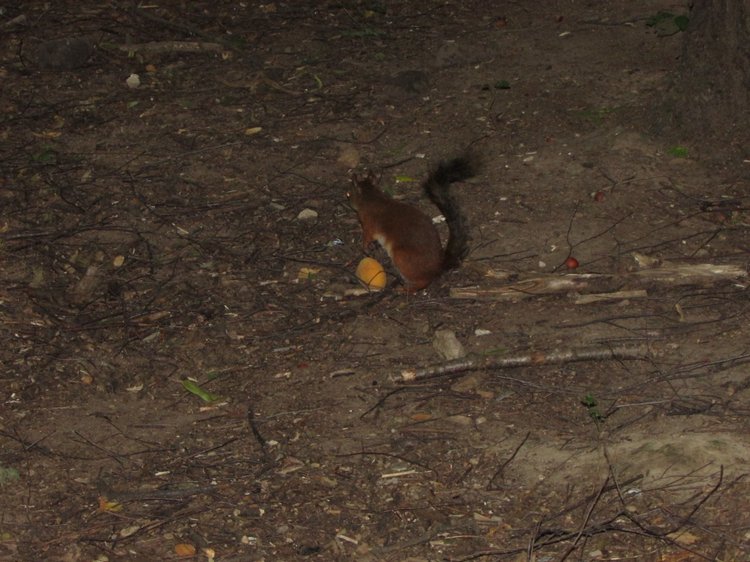 Веселое путешествие по Парку Измайлово