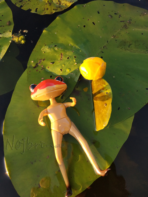 Wonderfrog. Красота в простоте