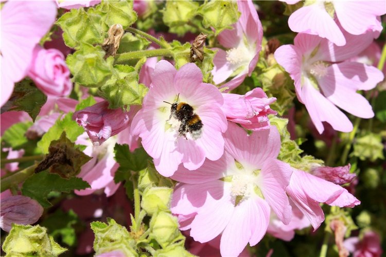 Любимая Старица. Свято-Успенский мужской монастырь