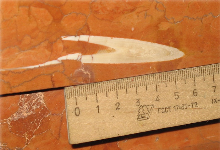 Звероящер и узоры времён динозавров в Московском метро (фото 10)