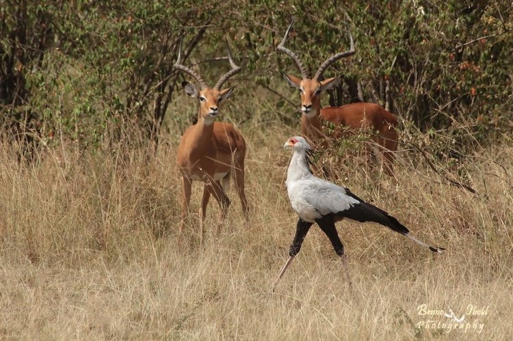 Любителям природы - профессиональные фотографии (выпуск 4)