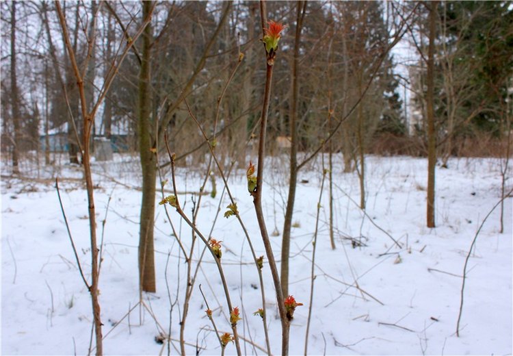 Путешествие в первый день Весны