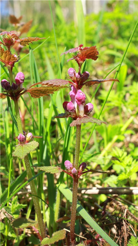 Весенняя Фея. Kyrra Fair Meadow doll | Бэйбики Весенняя Фея. Kyrra Fair Meadow doll