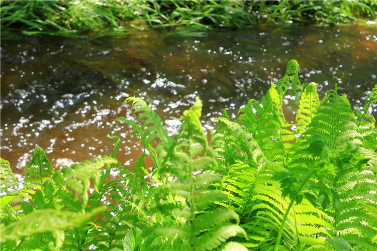 Затерянный Мир — Красивая природа и цветы: фото пейзажей (фото 3)