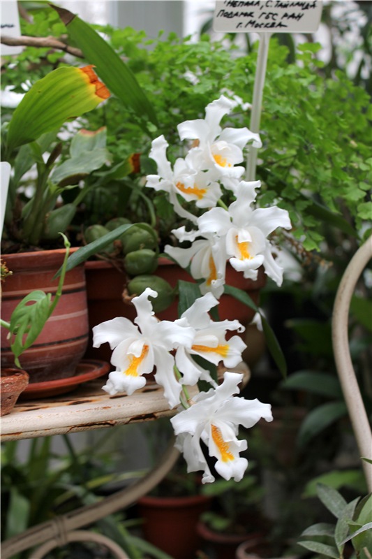 Тверской Ботанический Сад, продолжение | Бэйбики Тверской Ботанический Сад, продолжение