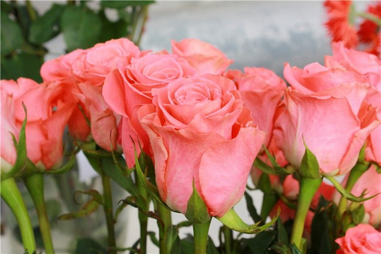 Выставка тюльпанов в Твери