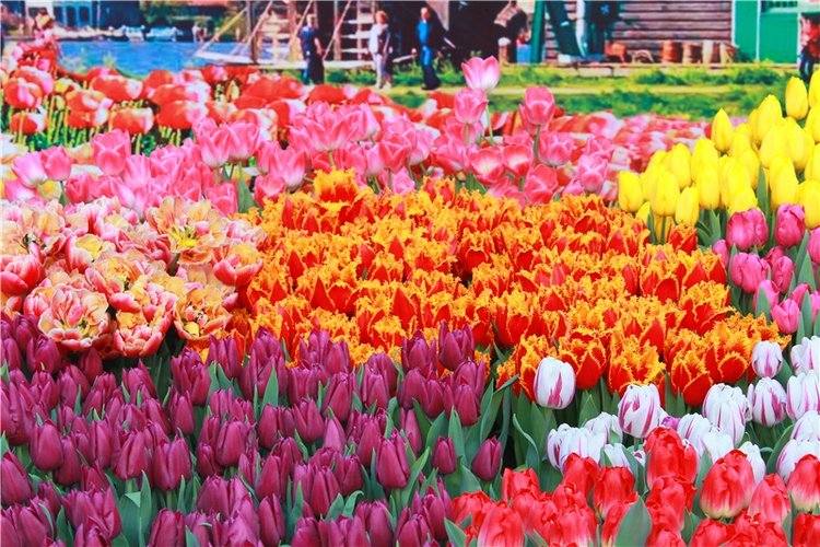 Выставка тюльпанов в Твери
