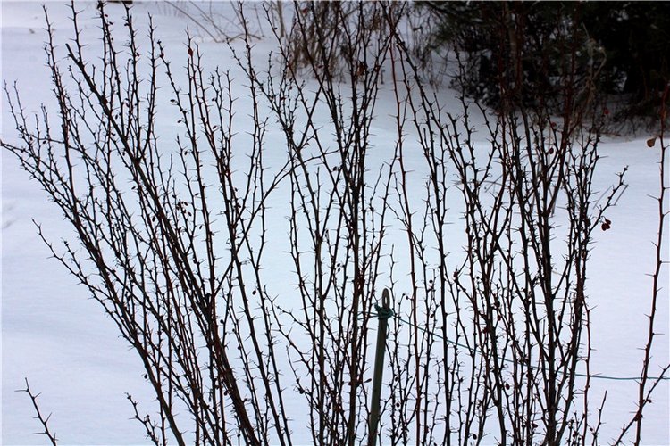 Тверской Ботанический Сад, заключительная часть