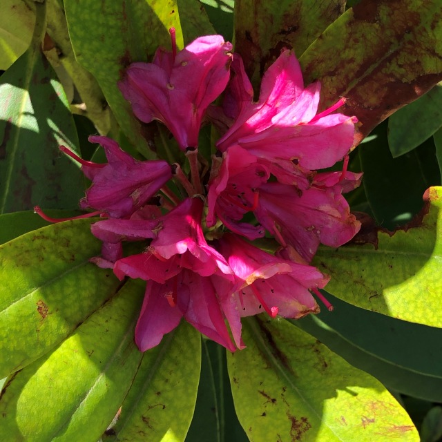 Тони Старк: приключения без брони. И снова Аптекарский огород | Бэйбики Тони Старк: приключения без брони. И снова Аптекарский огород