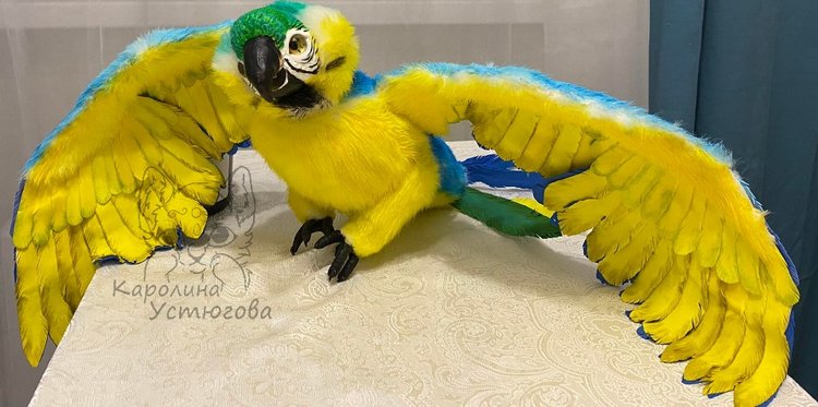 Попугай Ара. Желто-голубой