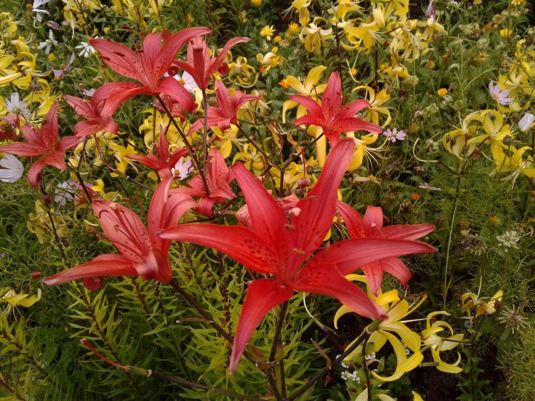 Прогулка... или свидание?! Центральный парк и цветы (фото 10)