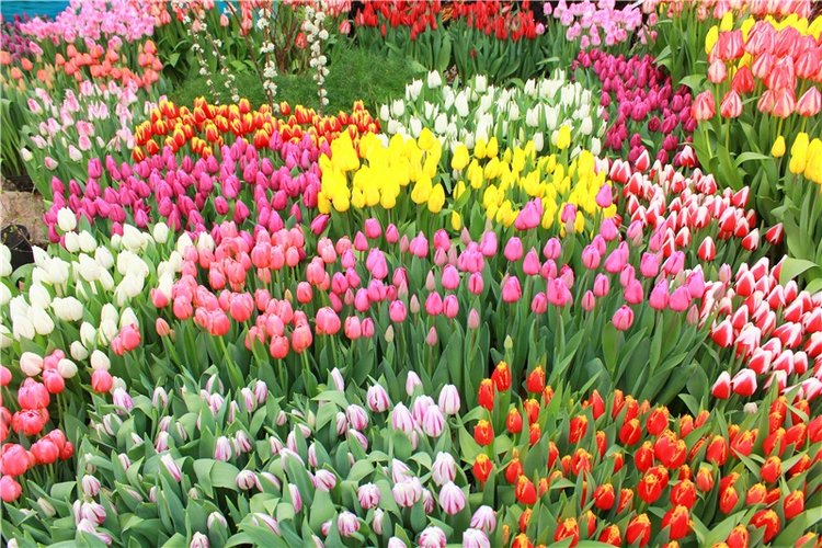 Тюльпановый Рай. Выставка тюльпанов в Твери. Mini Layla elf Sunkissed skin от Kaye Wiggs (фото 8)