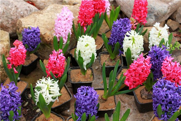 Тюльпановый Рай, продолжение. Выставка тюльпанов в Твери. Mini Layla elf Sunkissed skin от Kaye Wiggs