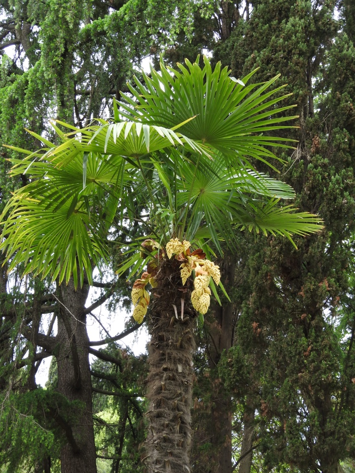Сочи-Адлер: Южное Взморье - виртуальное путешествие по территории санатория