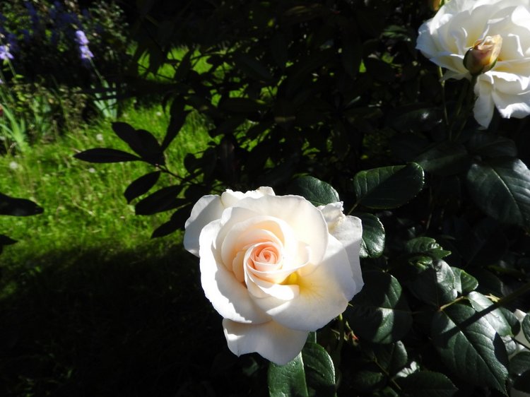 Сочи-Адлер: Южное Взморье - Мои любимые куколки на отдыхе