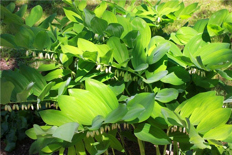 Я к Вам лечу воспоминаньем...Пушкинский праздник поэзии в Берново, 2019 год