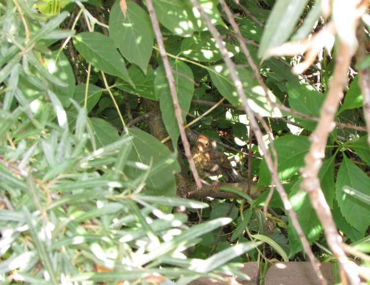 Малышня на прогулке в Бирюлёвском дендропарке (фото 2)